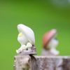 3 5cm Cartoon anime Pikmin mushroom alien Action Figures Dolls PVC plant model toy 5 - Pikmin Shop